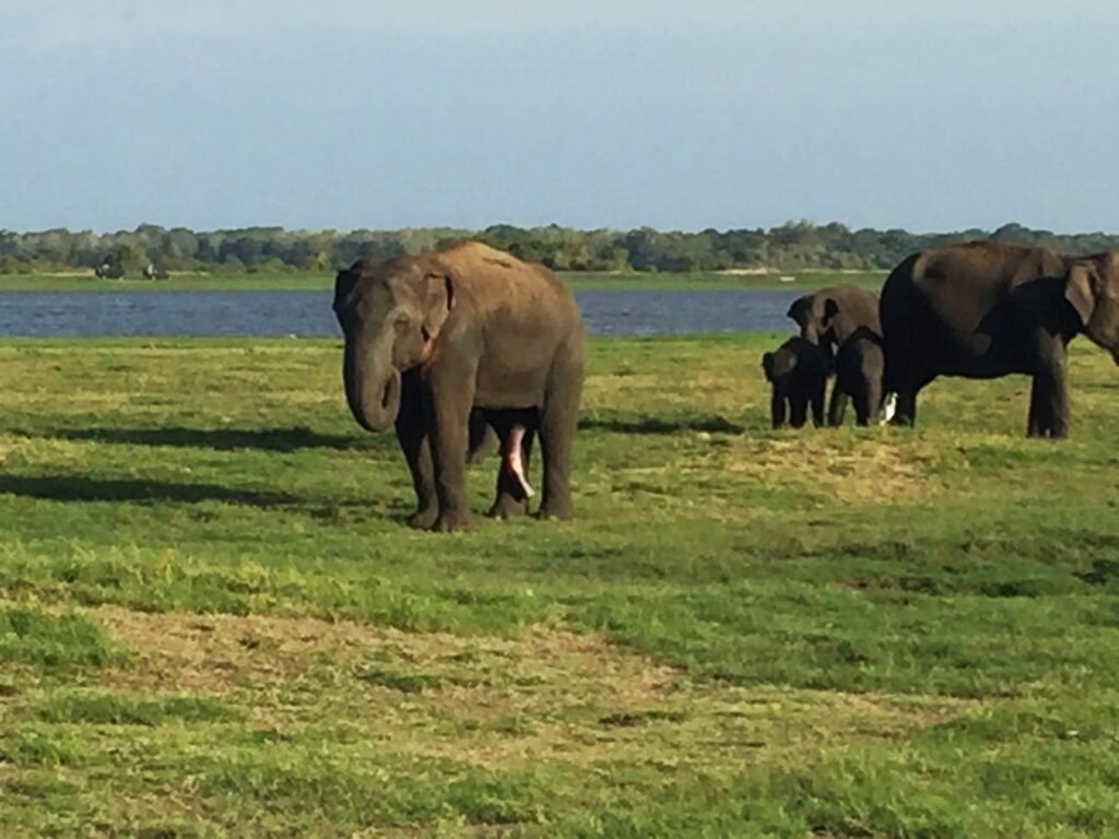 Textos persuasivos para guiar, nutrir y conectar como los ciclos de la vida y la naturaleza.